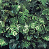 Verdure