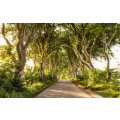 Golden Hedges - Thumbnail View 1