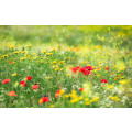 Wiesenzauber II - Thumbnail View 1
