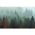 Foggy Firs - Thumbnail View 1