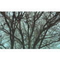 Whispering Woods - Thumbnail View 1
