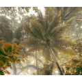 Palms Panorama - Thumbnail View 1