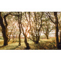 Bold Birch - Thumbnail View 1
