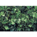 Verdure - Thumbnail View 1