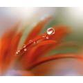 Tautropfen - Thumbnail View 1