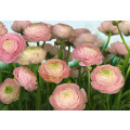 Gentle Rosé - Thumbnail View 1