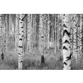 Woods - Thumbnail View 1