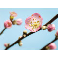 Peach Blossom - Thumbnail View 1