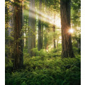Goblins Woods - Thumbnail View 1
