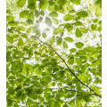 Im Frühlingswald - Thumbnail View 1
