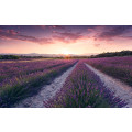 Lavender Dream - Thumbnail View 1