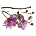 Orchidee - Thumbnail View 1