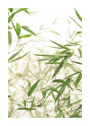 Bamboo Leaves