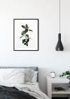 Ficus Branch