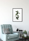 Ficus Branch