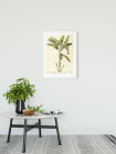 Rainforest Sapling