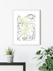 Monstera Borsigiana