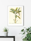Rainforest Sapling