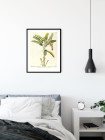 Rainforest Sapling