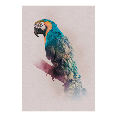 Animals Paradise Parrot