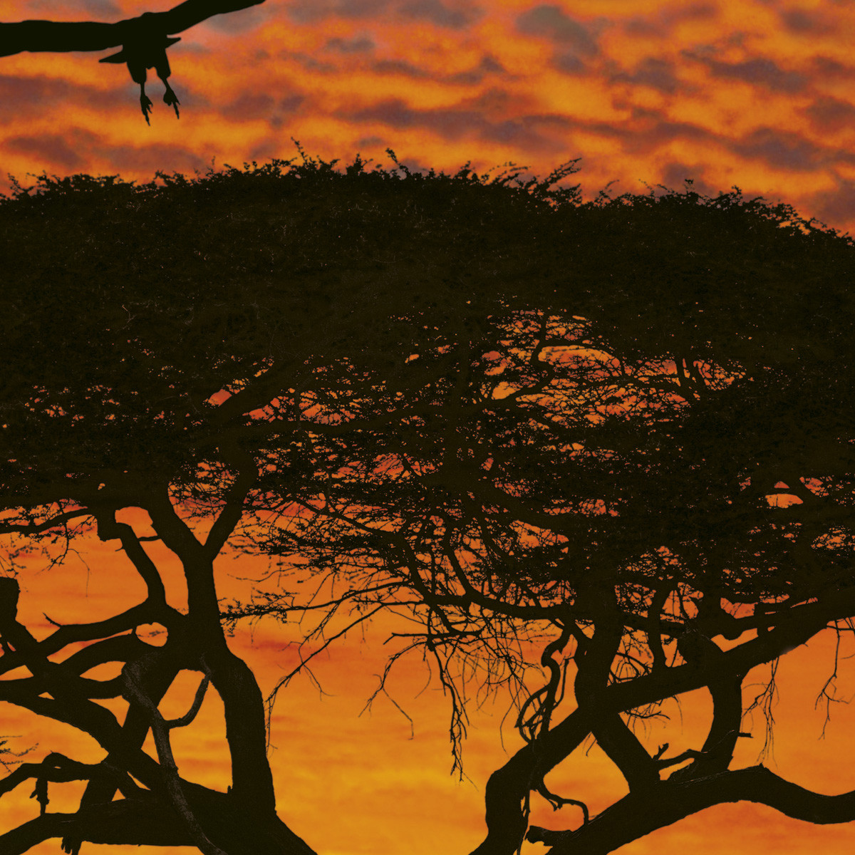 African Sunset TShirts for Sale  Redbubble