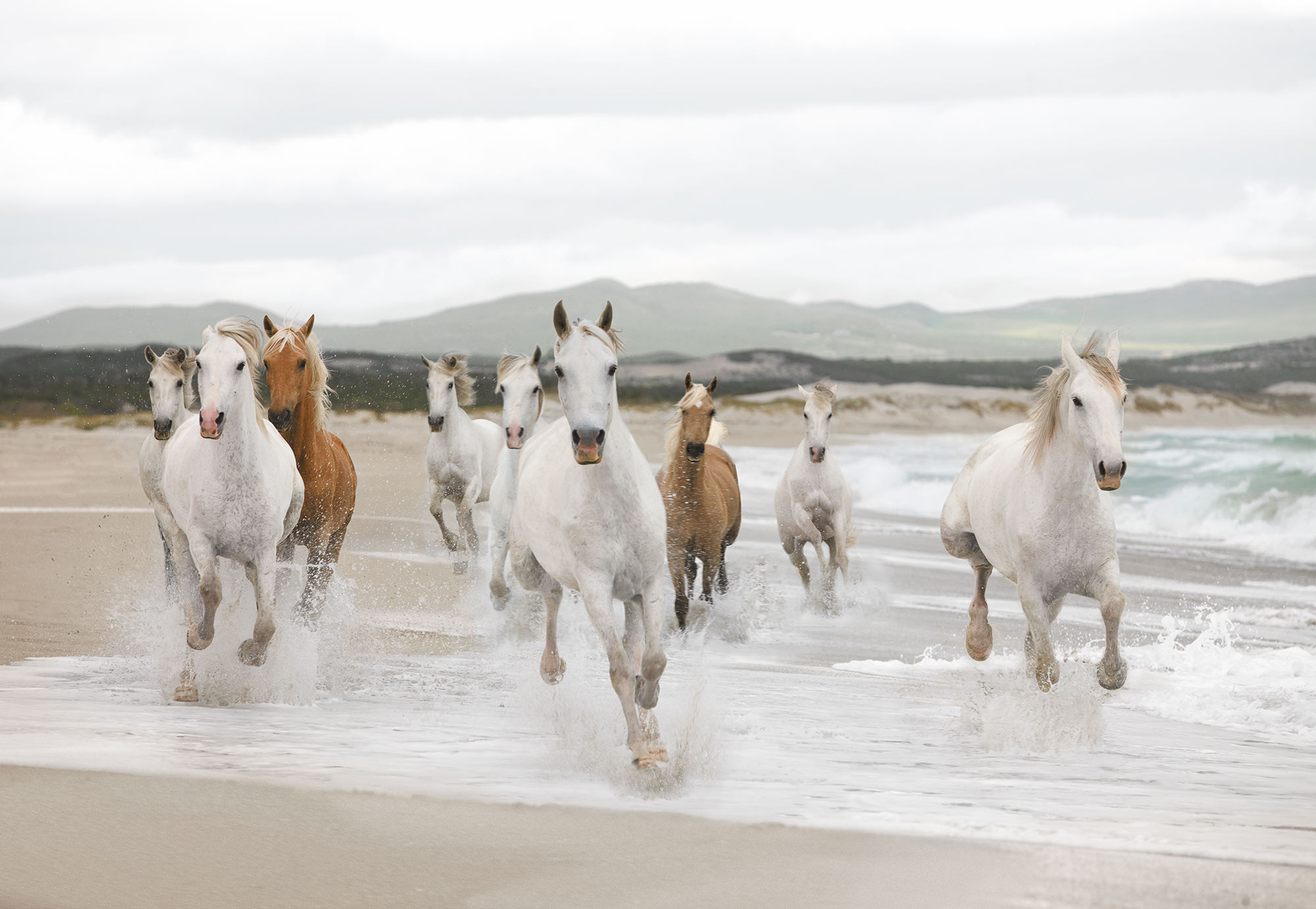 white running horses wallpaper