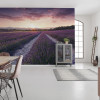 Lavender Dream