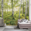 Birch Trees - View 1