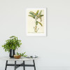 Rainforest Sapling - View 1