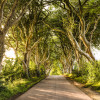 Golden Hedges - Thumbnail View 1