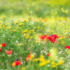 Wiesenzauber II - Thumbnail View 1