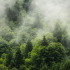 Forest Land - Thumbnail View 1