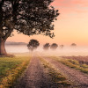 Misty Morning - Thumbnail View 1