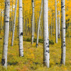 Orange Forest - Thumbnail View 1