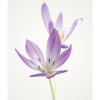 Autumn Crocus - Thumbnail View 1