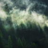 Rainforest - Slider Item - View 1