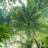 Touch the Jungle  - Slider Item - View 1