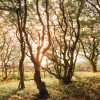 Bold Birch - Thumbnail View 1