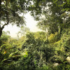 Dschungel - Thumbnail View 1