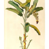 Rainforest Sapling - Thumbnail View 1