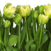 Tulips - Thumbnail View 1
