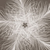 Federstern - Thumbnail View 1