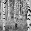 Woods - Thumbnail View 1