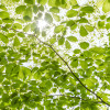 Im Frühlingswald - Thumbnail View 1