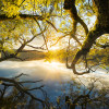 Golden Embrace - Thumbnail View 1