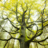 Der Traumbaum - Thumbnail View 1