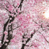 Bloom - Thumbnail View 1