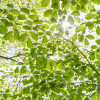 Im Frühlingswald - Thumbnail View 1