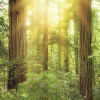 Redwood - Thumbnail View 1