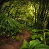 The Path - Thumbnail View 1